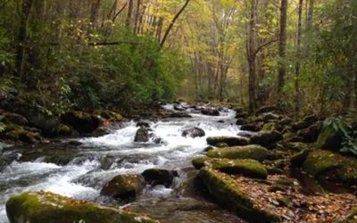 Best Hiking Trails in the Smokies: 6 Must-Do Routes 2026