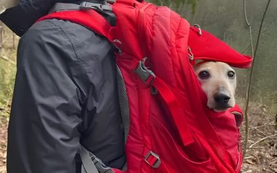 Dog Hiking Backpack: 6 Top Packs for Your Trail Dog 2026