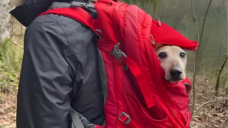 How to Choose a Dog Hiking Backpack
