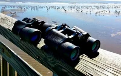 Best Ranging Binoculars: 5 Rangefinding Picks for Hunters