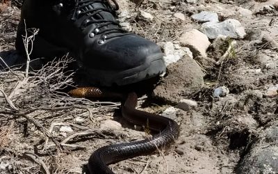 Snake Safety While Hiking: The Gear to Protect Your Legs