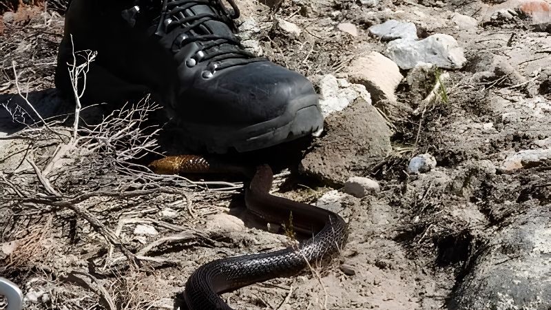How to Practice Snake Safety While Hiking