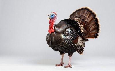 Best Turkey Decoys for More Convincing Setups