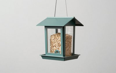 Best Window Bird Feeders for Backyard Viewing