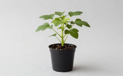 Grow a Garden Pet Age Breaker Guide: How to Use It